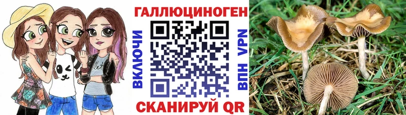где найти наркотики  Гаврилов-Ям  Галлюциногенные грибы Psilocybine cubensis 